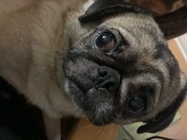 �u���O�摜