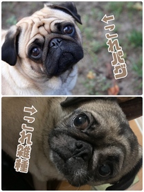 �u���O�摜