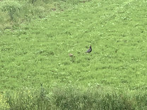 �u���O�摜