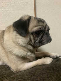 �u���O�摜