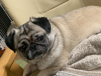 �u���O�摜