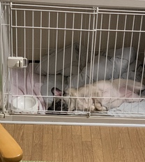 �u���O�摜