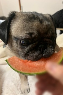 �u���O�摜