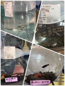 �u���O�摜