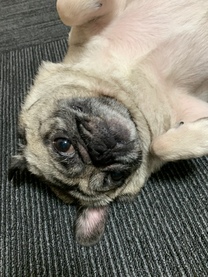 �u���O�摜