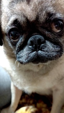 �u���O�摜