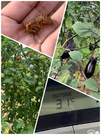 �u���O�摜