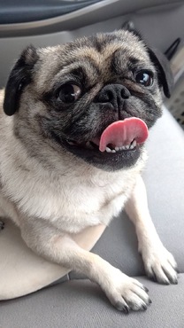 �u���O�摜