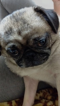 �u���O�摜