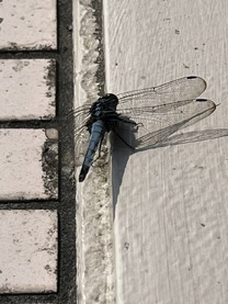 �u���O�摜