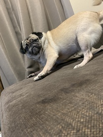 �u���O�摜