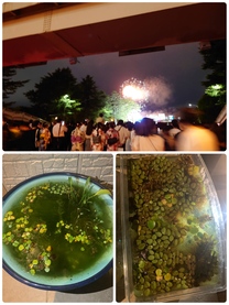 �u���O�摜