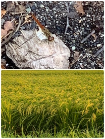 �u���O�摜