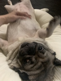 �u���O�摜