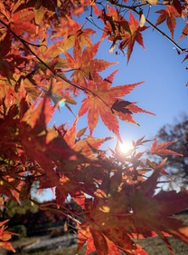 �u���O�摜