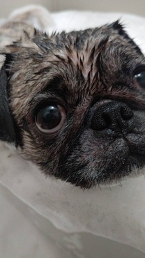 �u���O�摜