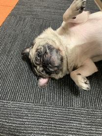 �u���O�摜