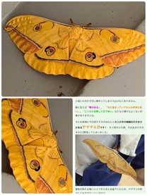 �u���O�摜