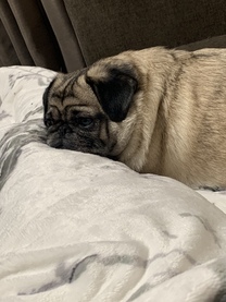 �u���O�摜