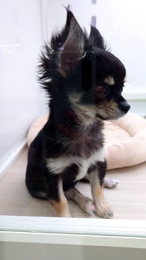 �u���O�摜