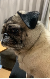 �u���O�摜