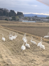 �u���O�摜