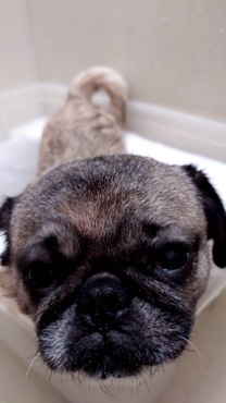 �u���O�摜