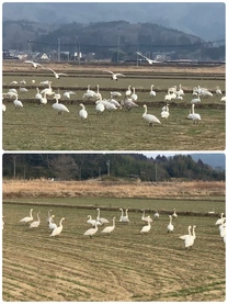 �u���O�摜