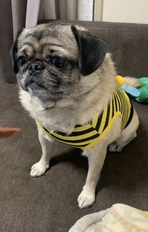 �u���O�摜