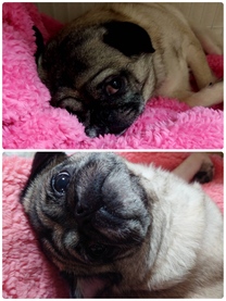 �u���O�摜