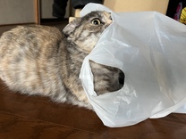 �u���O�摜