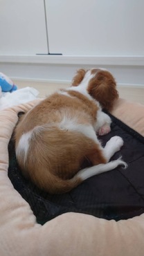 �u���O�摜