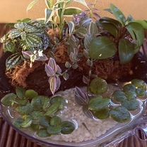 �u���O�摜