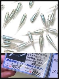 �u���O�摜