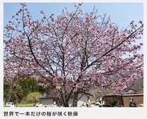 �u���O�摜