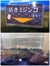 �u���O�摜