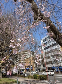 �u���O�摜