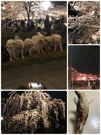 �u���O�摜