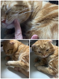 �u���O�摜