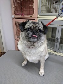 �u���O�摜