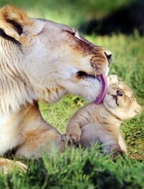 �u���O�摜