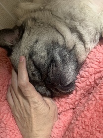 �u���O�摜