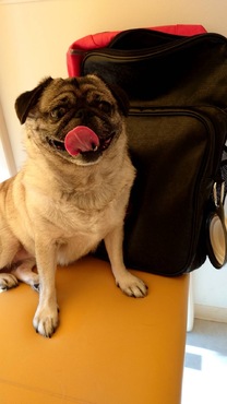 �u���O�摜