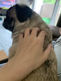 �u���O�摜