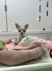 �u���O�摜