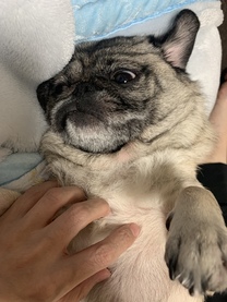 �u���O�摜