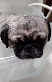 �u���O�摜