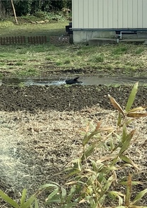 �u���O�摜