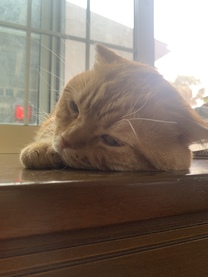 �u���O�摜