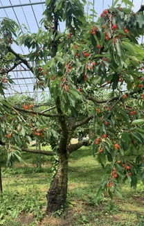 �u���O�摜